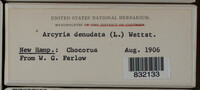 Arcyria denudata image